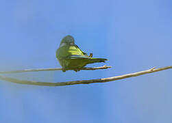 Rose-ringed Parakeet