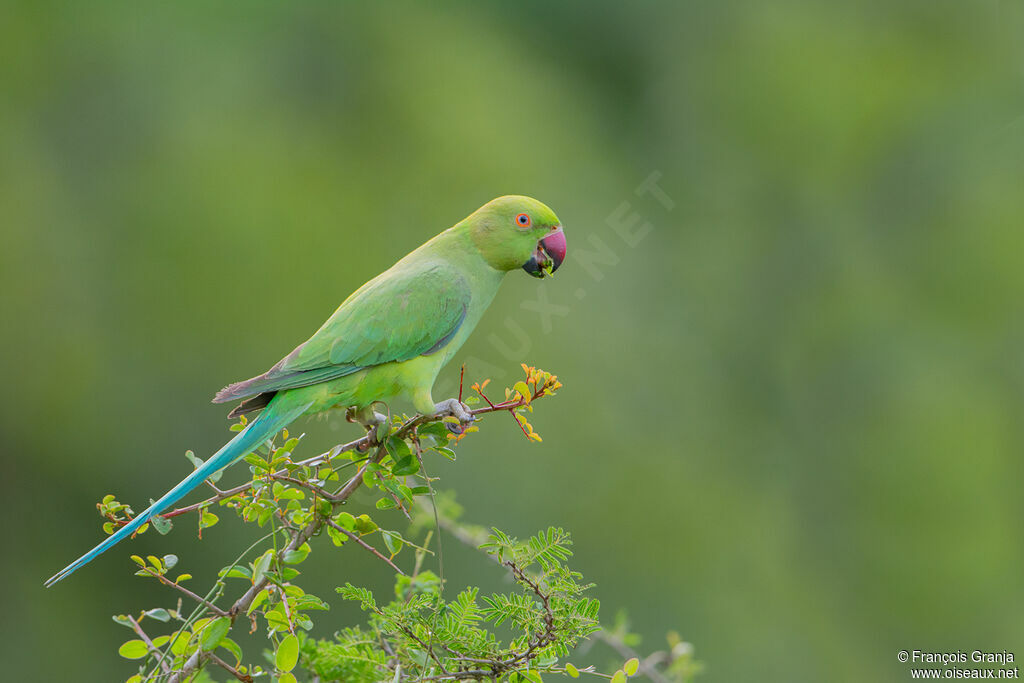 Rose-ringed Parakeet