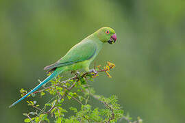 Rose-ringed Parakeet