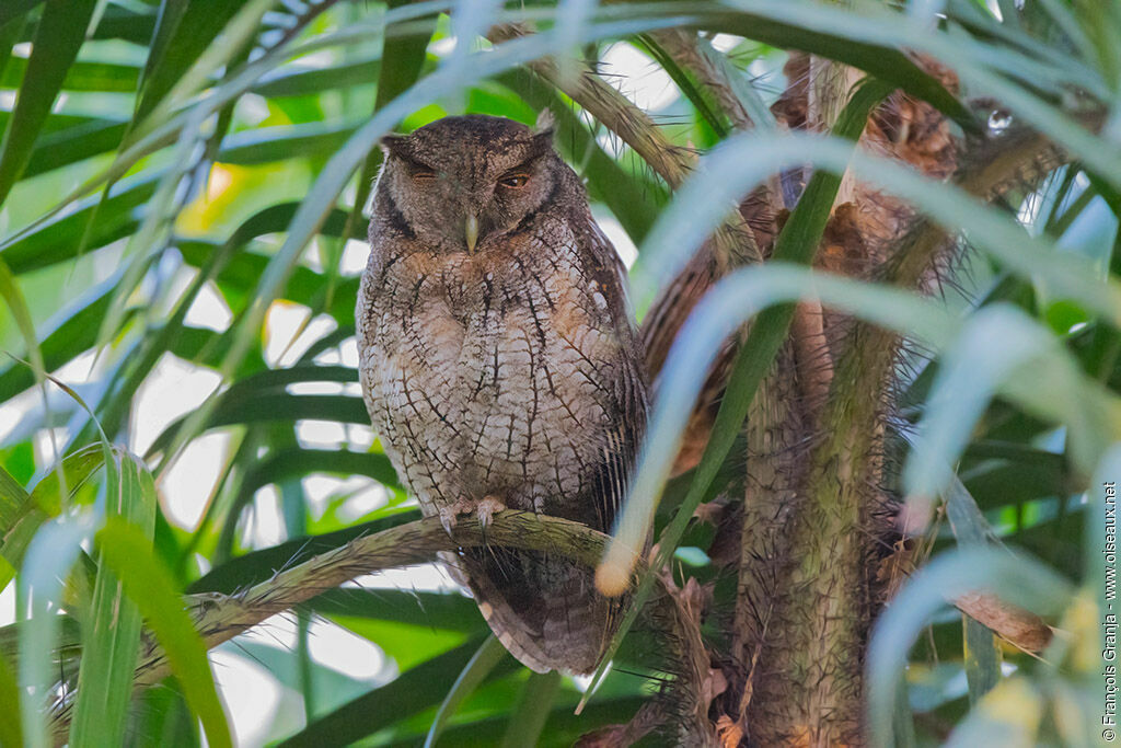 Tropical Screech Owl