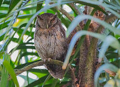 Tropical Screech Owl