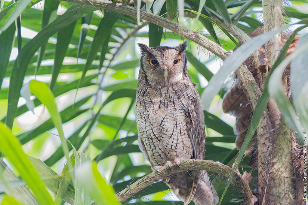 Tropical Screech Owl