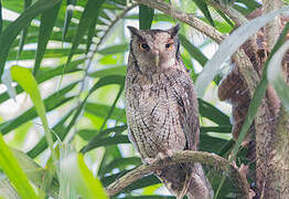 Tropical Screech Owl