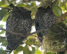 Bare-shanked Screech Owl