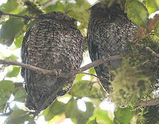 Bare-shanked Screech Owl