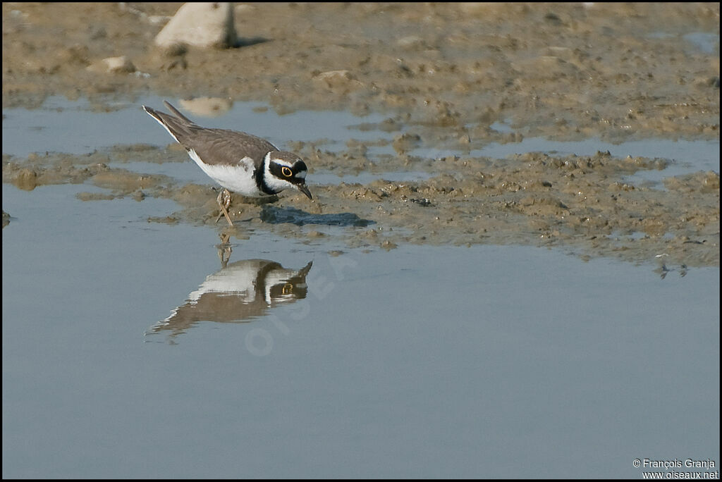 Little Ringed Ploveradult