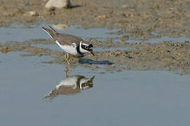 Little Ringed Plover