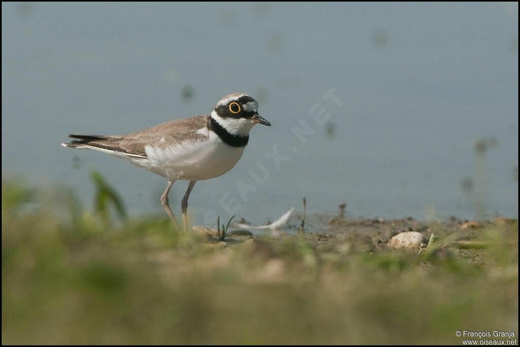 Little Ringed Ploveradult