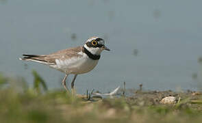 Little Ringed Plover