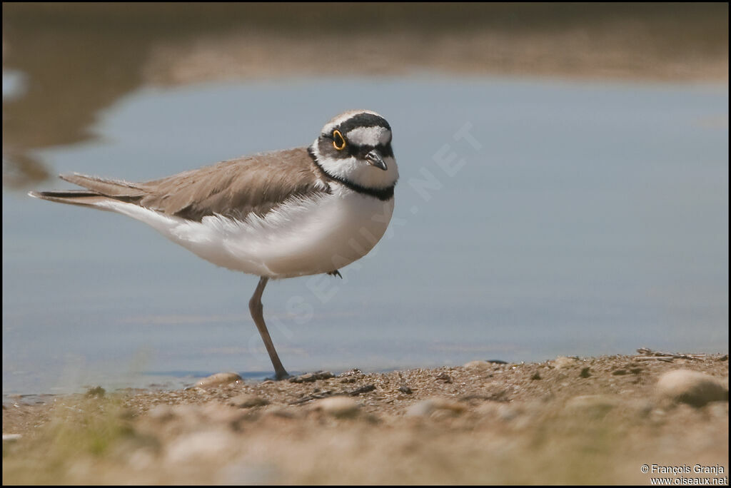 Little Ringed Ploveradult