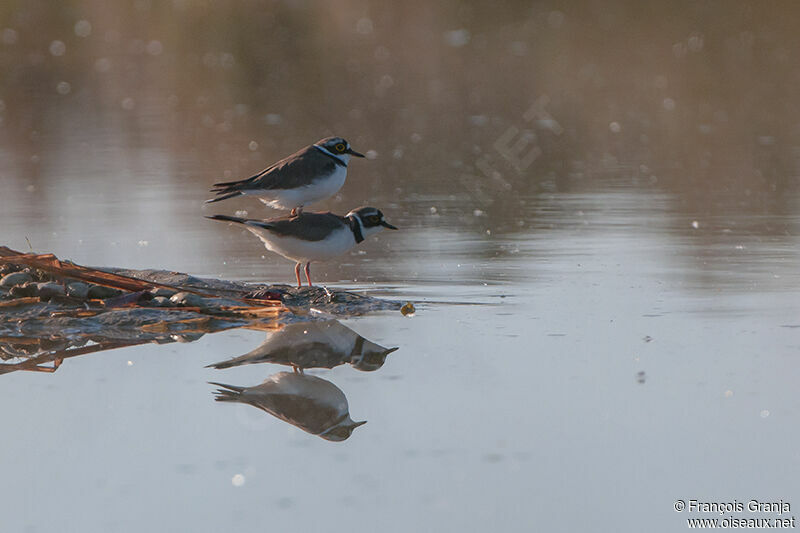 Little Ringed Plover adult