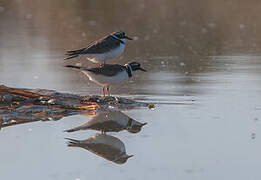 Little Ringed Plover