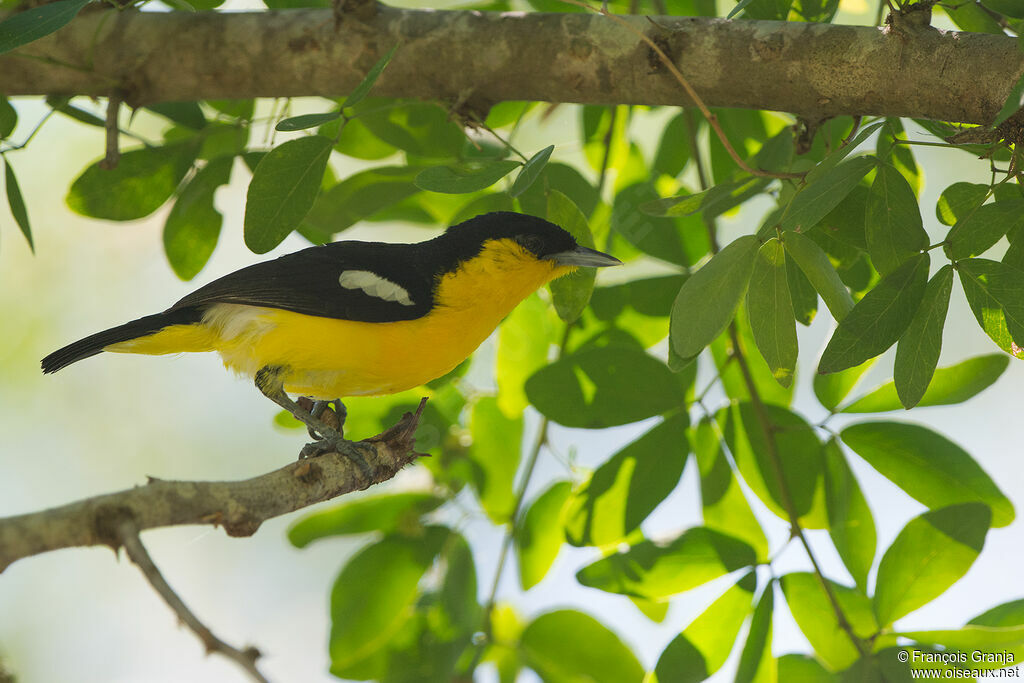 Common Iora male