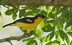 Common Iora