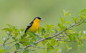 Common Iora