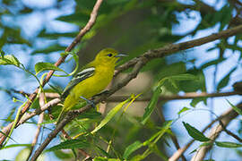 Common Iora