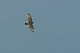 Broad-winged Hawk