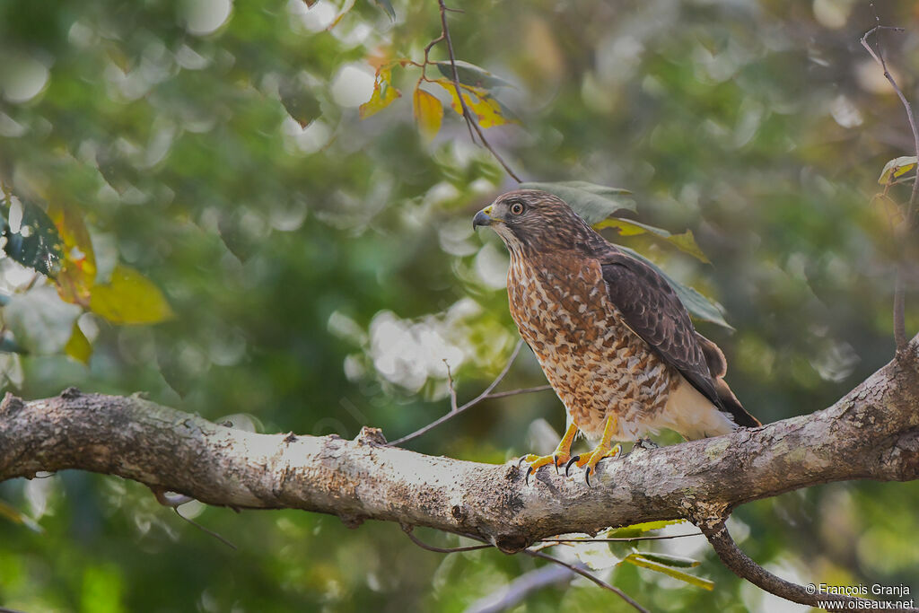 Broad-winged Hawk