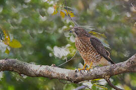 Broad-winged Hawk