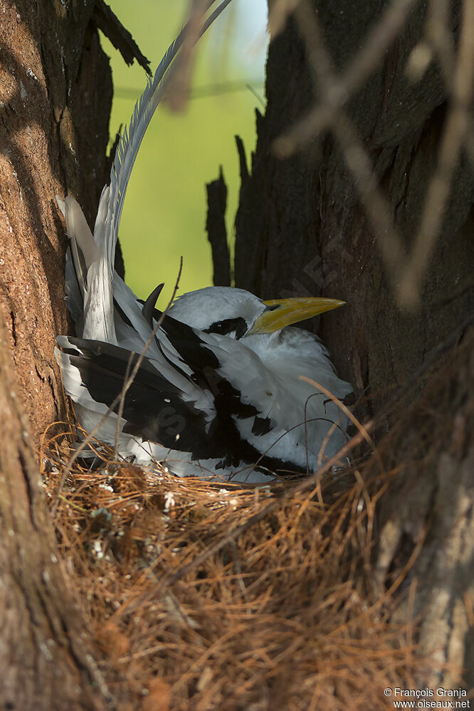 White-tailed Tropicbirdadult, Reproduction-nesting