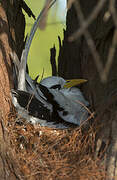 White-tailed Tropicbird