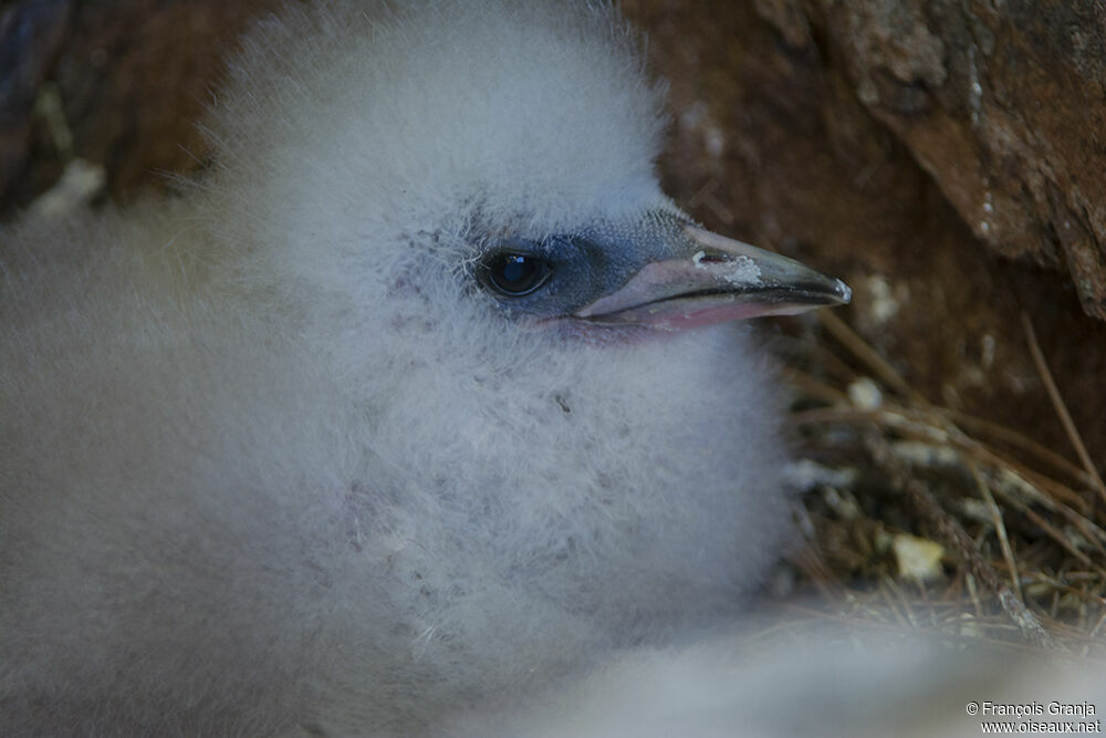 White-tailed Tropicbird