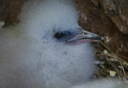 White-tailed Tropicbird