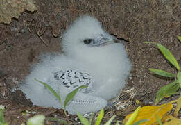 White-tailed Tropicbird