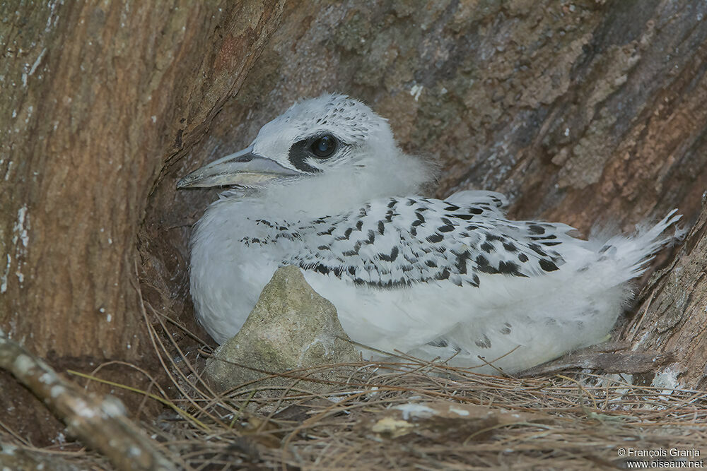 White-tailed Tropicbirdjuvenile