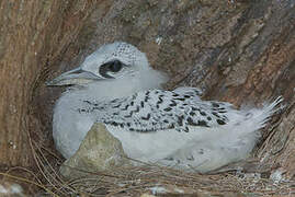 White-tailed Tropicbird