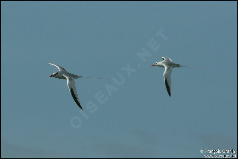 Red-billed Tropicbird 