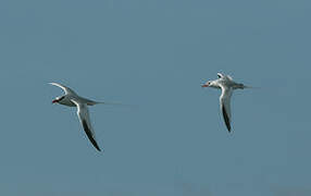 Red-billed Tropicbird