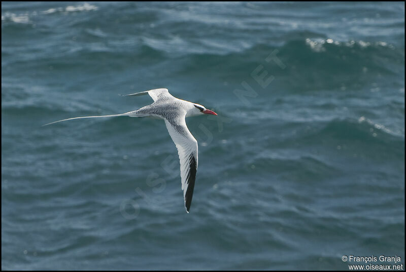 Red-billed Tropicbirdadult