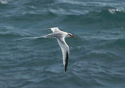 Red-billed Tropicbird