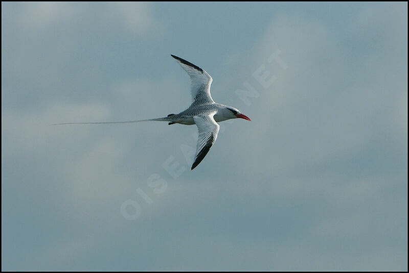 Red-billed Tropicbirdadult