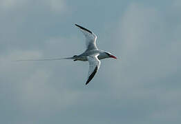 Red-billed Tropicbird