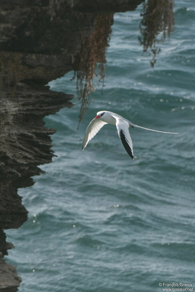 Red-billed Tropicbirdadult