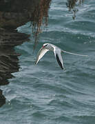 Red-billed Tropicbird