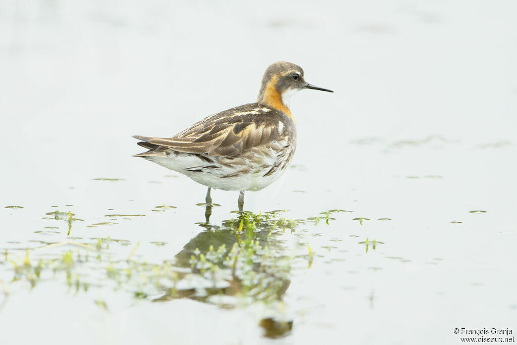 Red-necked Phalarope