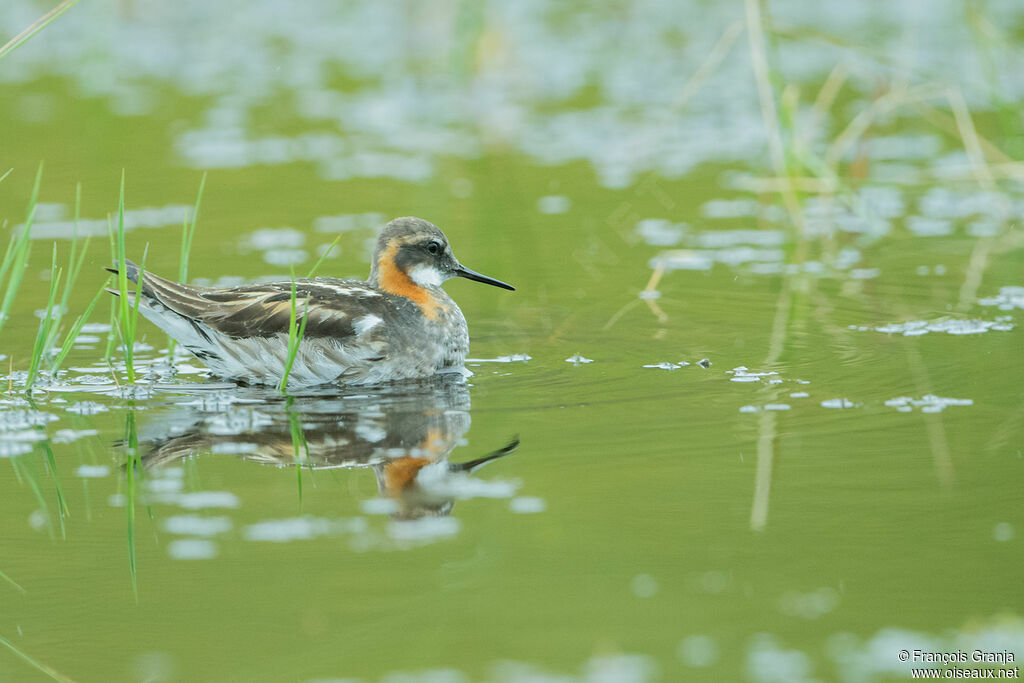 Phalarope à bec étroit