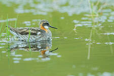 Phalarope à bec étroit