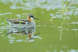 Red-necked Phalarope