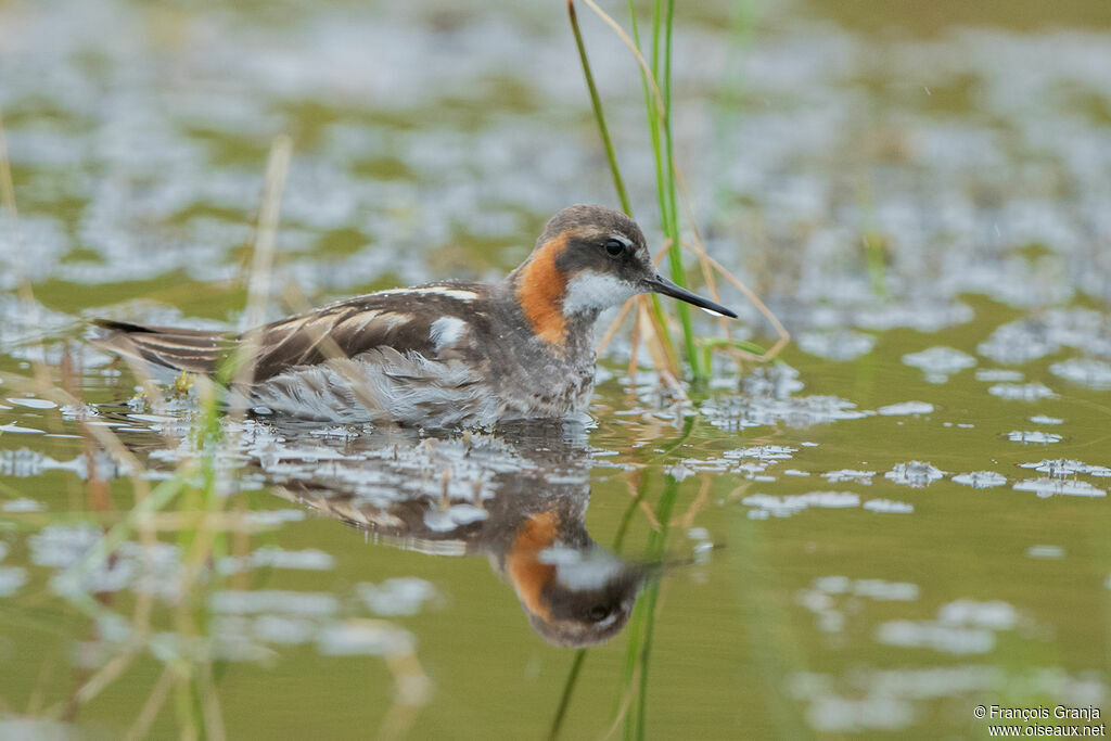 Red-necked Phalarope