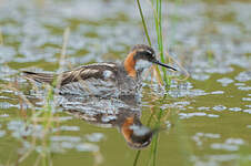 Phalarope à bec étroit