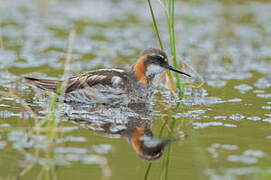 Red-necked Phalarope