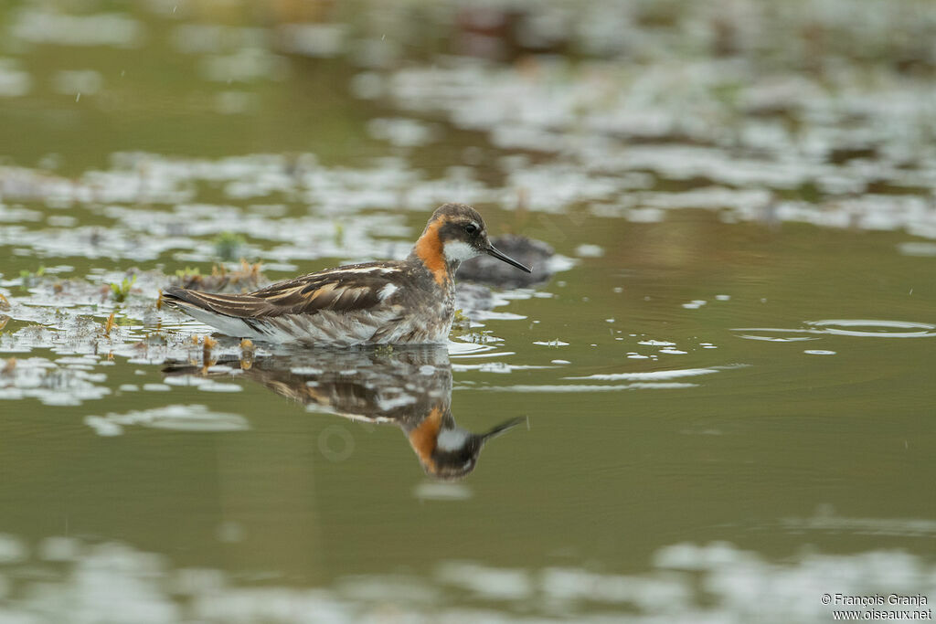 Phalarope à bec étroit