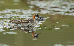 Red-necked Phalarope