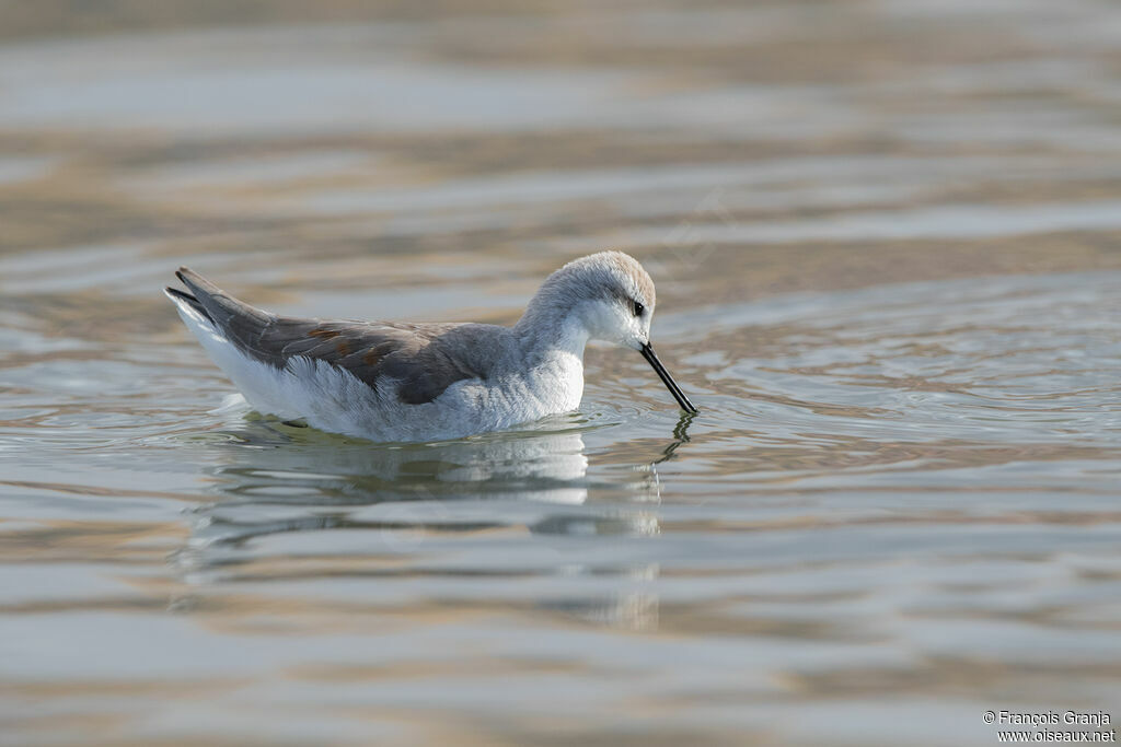 Wilson's Phalarope