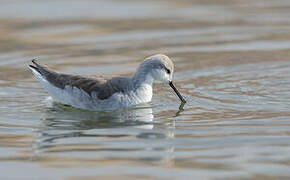 Wilson's Phalarope