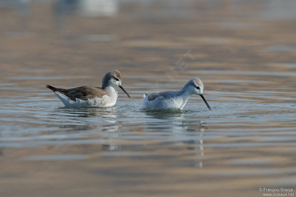 Phalarope de Wilson